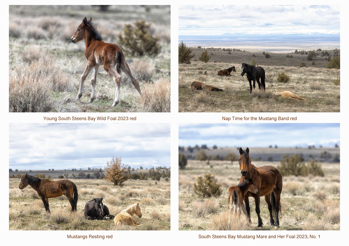 This mustang band seemed exhausted - the stallion watched over as the others lay down and then changed places with another horse in the band. Note the beautiful background behind them. fineartamerica.com/featured/young… fineartamerica.com/featured/nap-t… fineartamerica.com/featured/musta… fineartamerica.com/featured/south…