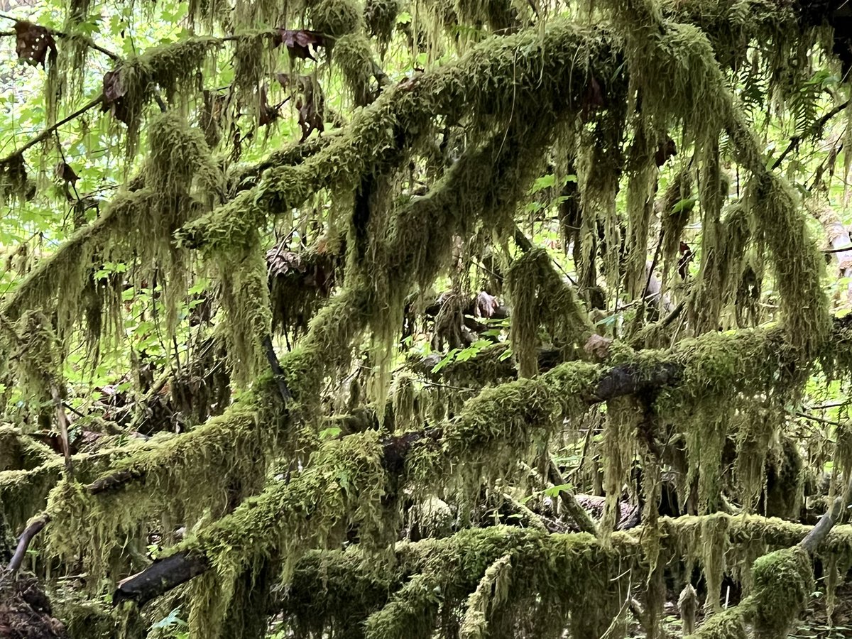 I walked the hall of mosses. The name says it all! ☘️💚