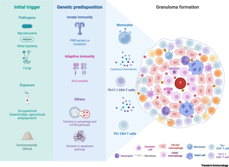 Sarcoidosis immunopathogenesis – a new concept of maladaptive trained immunity dlvr.it/T7MSVy #immunology