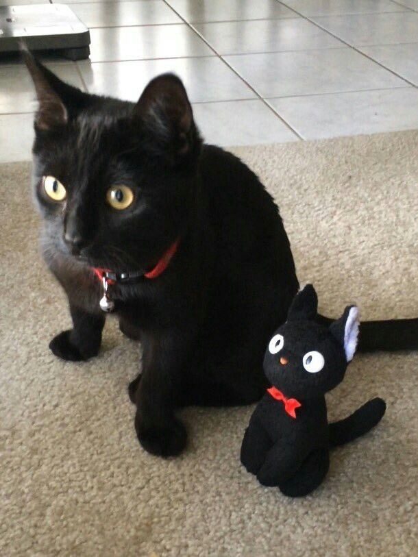 blackscats's tweet photo. https://t.co/HKiIYEGs0D