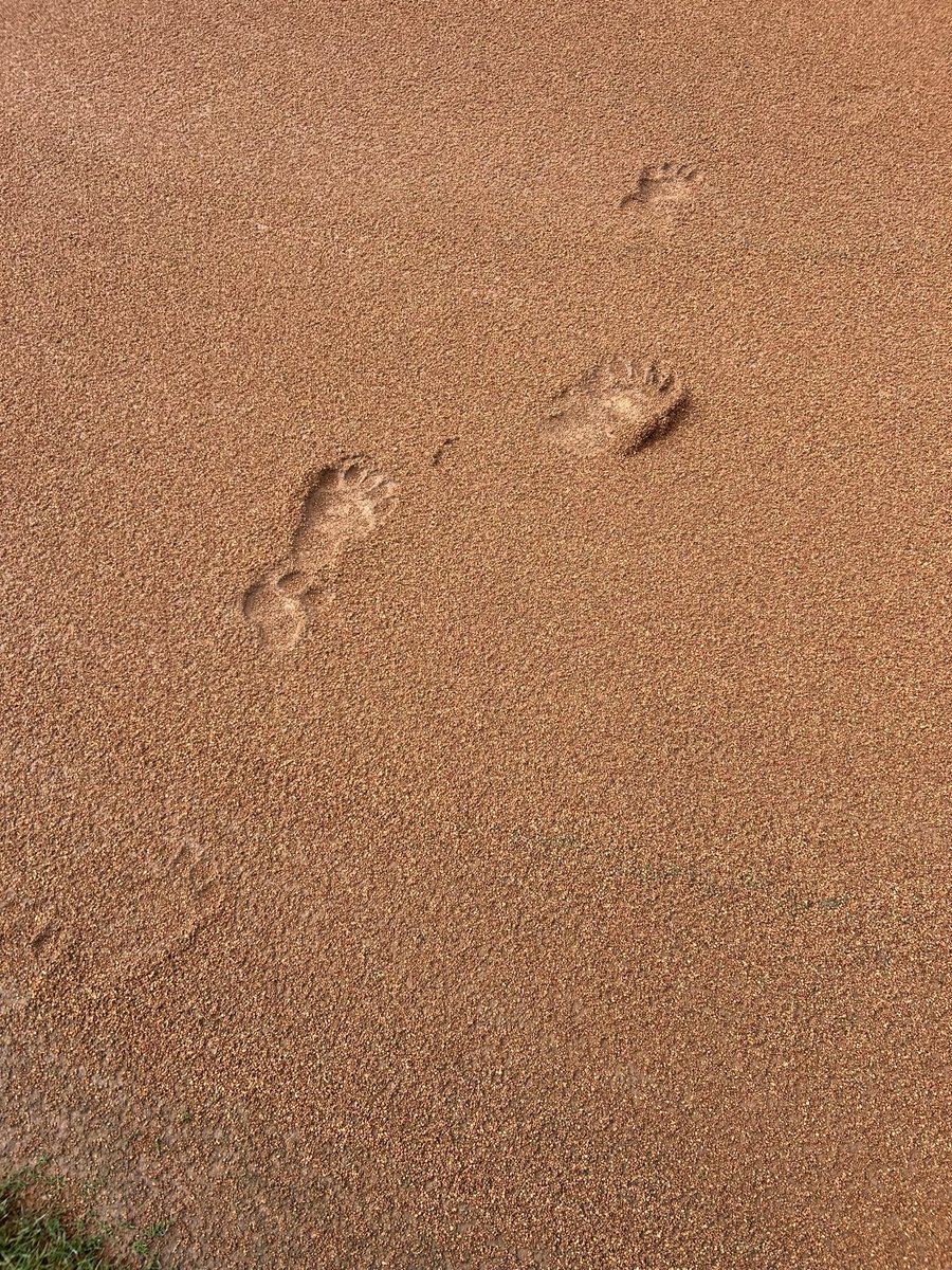 Some people rake out cleat marks….some rake out bear tracks.