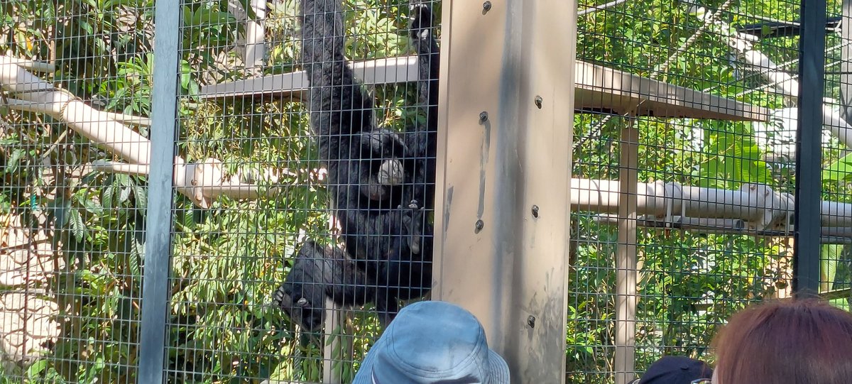 自然動物館へ向かおうとすると、大きな鳴き声と人だかりが…
#フクロテナガザル がサービスなのか、
皆の前で鳴き声を披露してくれていた！

（先々週日曜日撮影）
#東山動植物園