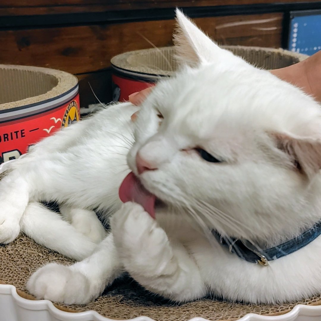 nekodasuke_5628's tweet photo. 今日はリオナちゃん、モアナちゃんが新しいお家に行く日だにゃ❗
元気で過ごしてにゃ😸❗

#ネコ #ネコカフェファング #静岡 #みニャさん紹介 #ネコダスケ https://t.co/WeIWTTOJ5k