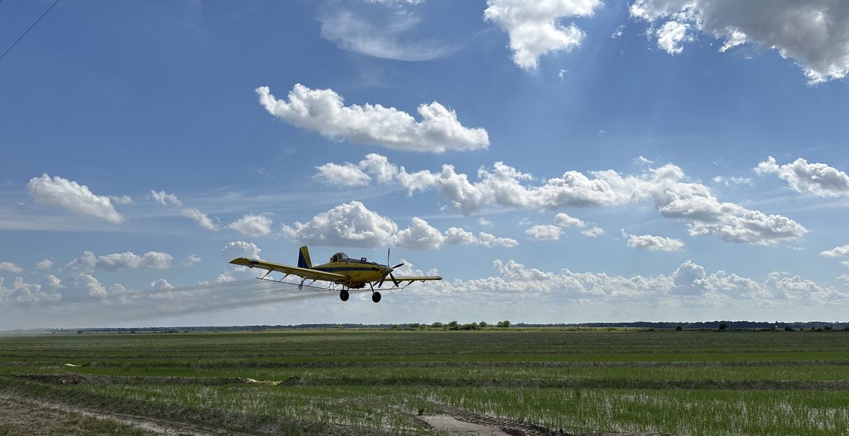 Arkansas Rice Update 5-24-24
arkansascrops.uada.edu/posts/crops/ri…

Conditions, agronomic issues, &amp; drift.
#ARrice