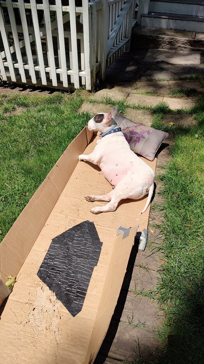 It was a perfect, beautiful day for #SunsOutBunsOut in the #BestBoxInTheWorld. But the day is nearly over, so don't forget to make your donation because matching funds by our generous benefactor ends at midnight! rexthetvterrier.org/donate/