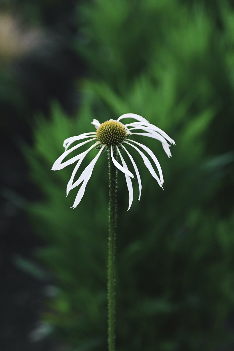 これ植えてよかった。よい虚しさある。 Echinacea pallida 'Hula Dancer'