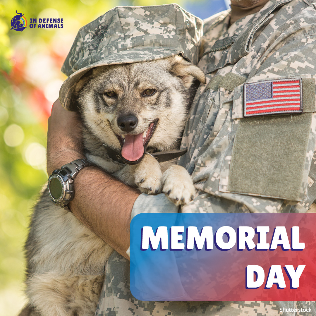 This #MemorialDay, with gratitude we’re remembering all those who have been lost bravely serving this country. #MWD