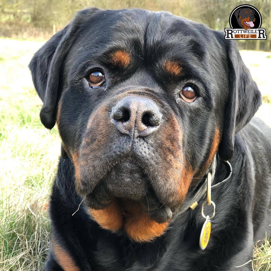 #rottweiler #rottweilerlife 😍
Credits to @kaiboss_kennels