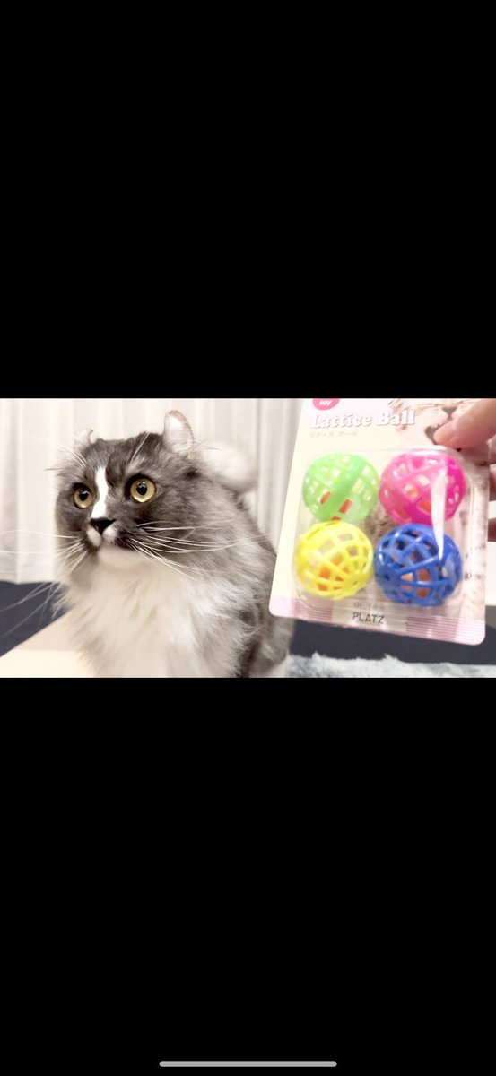 今日はボールに興味無いらしい
動画アップしました⬇️
youtu.be/qHWm9ve0xV0?si…