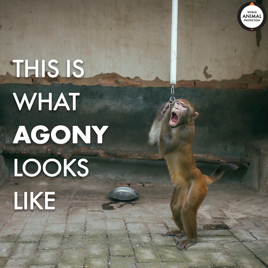 Monkeys used for entertainment and tourist photos are often chained by their necks for hours to be trained. 🐒💔⠀ ⠀ Your photo is their torture. 😢