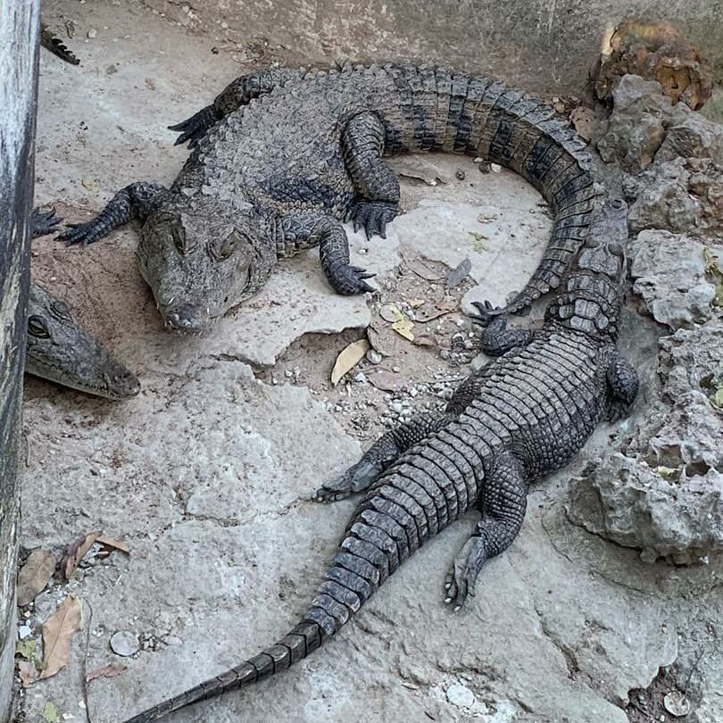 sarjo jobe (@saidy_kajali) on Twitter photo 