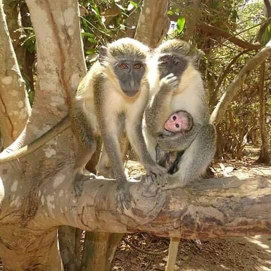 sarjo jobe (@saidy_kajali) on Twitter photo 