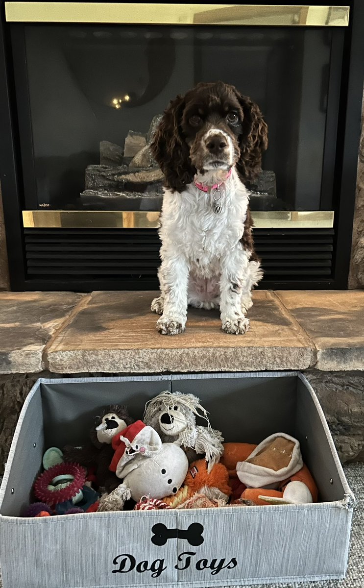 All the toys be mine #ItsADogsLife