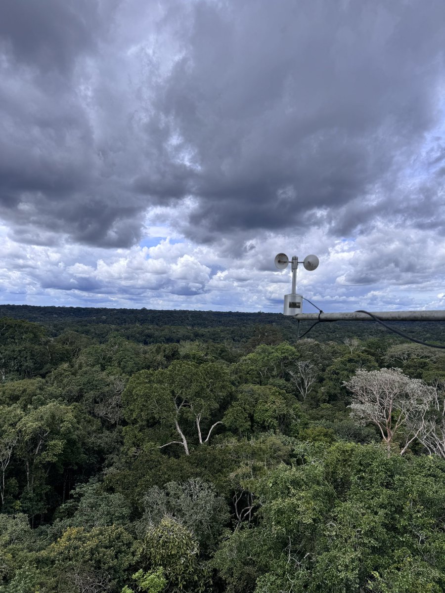 EricaSmithwick's tweet image. Very cool visiting (and climbing!) one of the LBA flux towers outside of Manaus today.  Great work by our Brazilian colleagues.