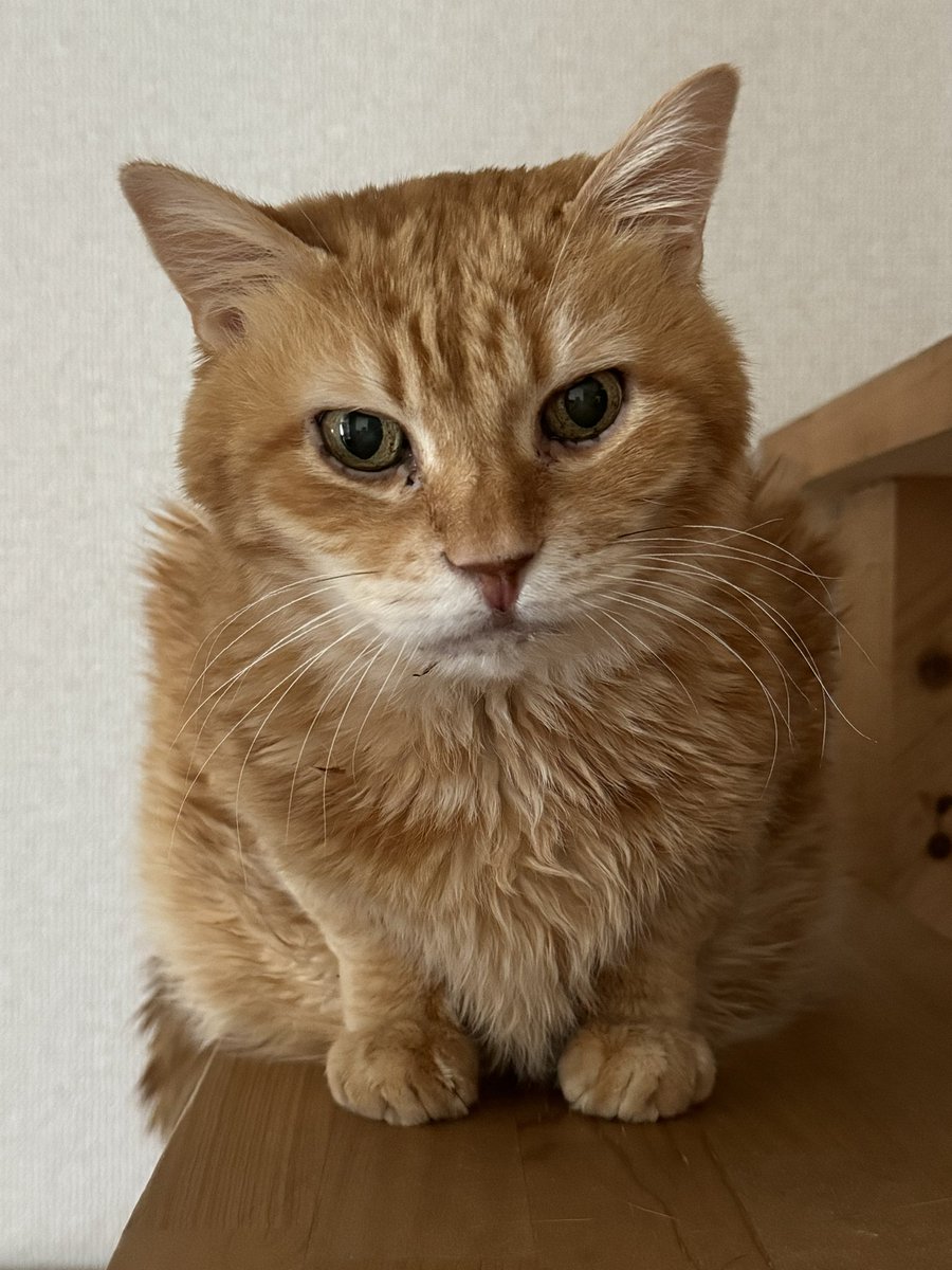 satominko525's tweet photo. 今日は誕生日です
また一年頑張る

#the ALFFE
#ダイヤモンドアート https://t.co/hj1IZX58xE