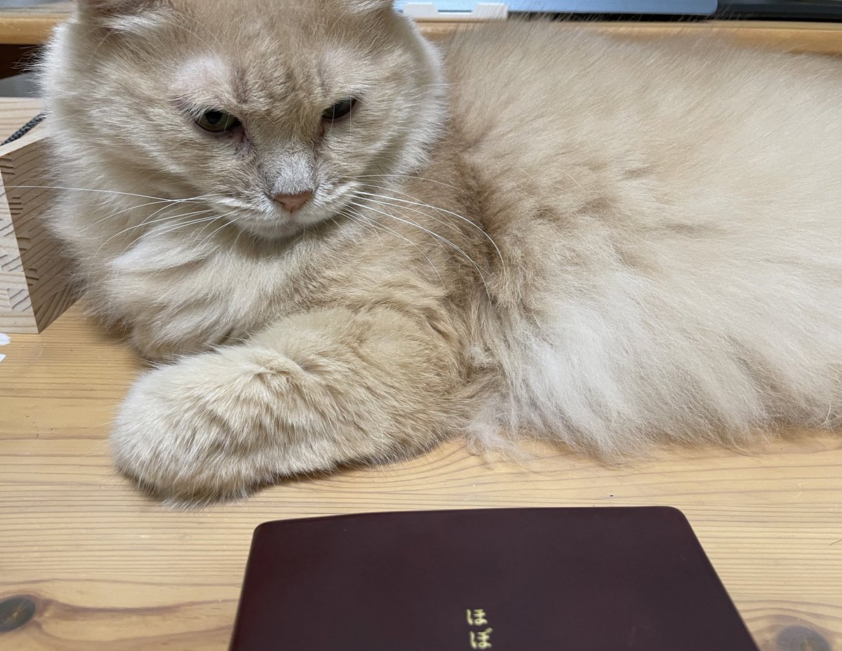 PalmPure's tweet photo. 椅子や机は猫とシェアしてます。
キーボードの場所を奪ってモフモフされるのが好きみたい😸❤️ https://t.co/AScCZWyR0U