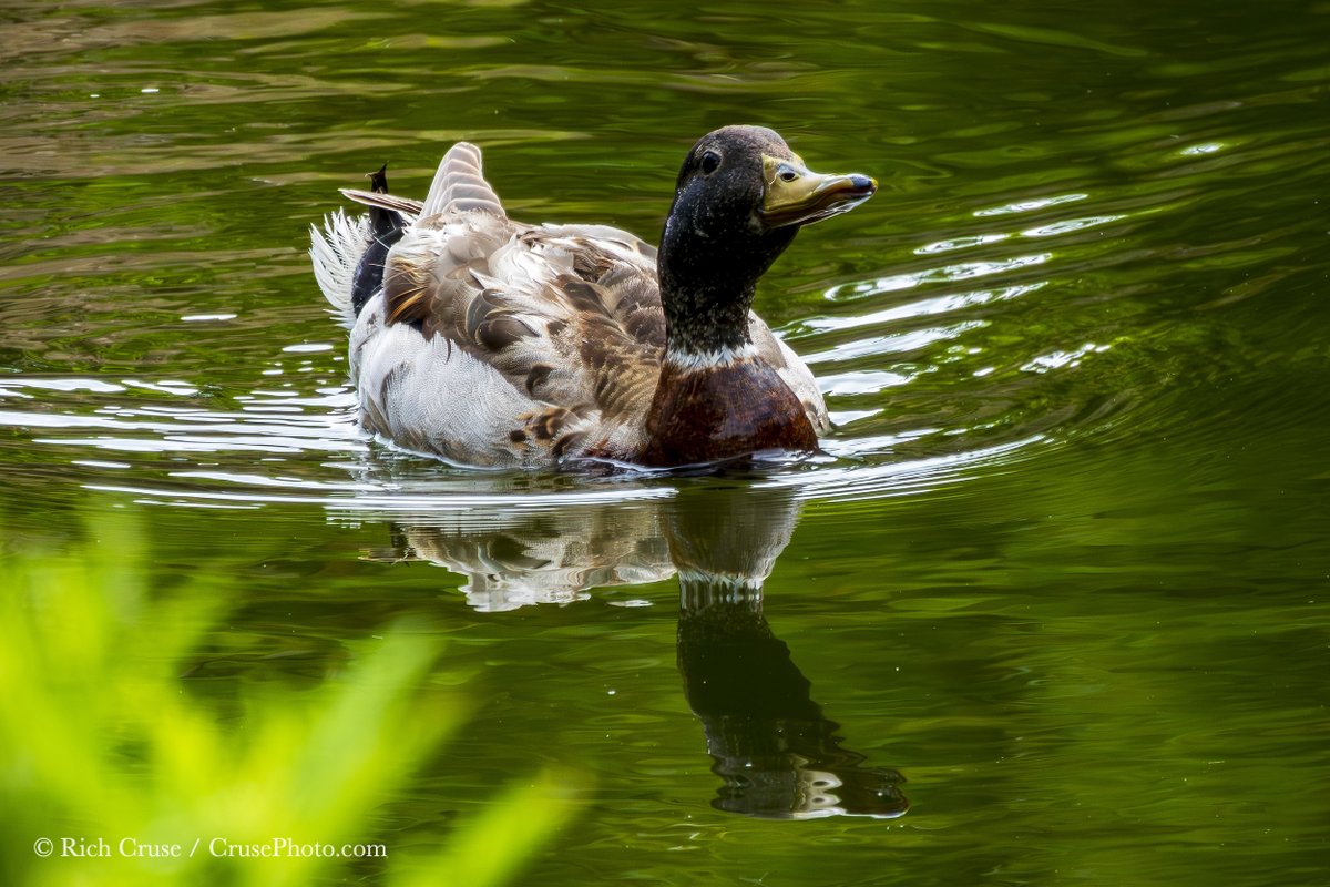 A duck in Loma Alta Creek in South #Oceanside today. @VisitOceanside  @visitsandiego  @VisitCA @NikonUSA #NikonCreators #StormHour #ThePhotoHour #CAwx #SanDiegoWX #birdphotography