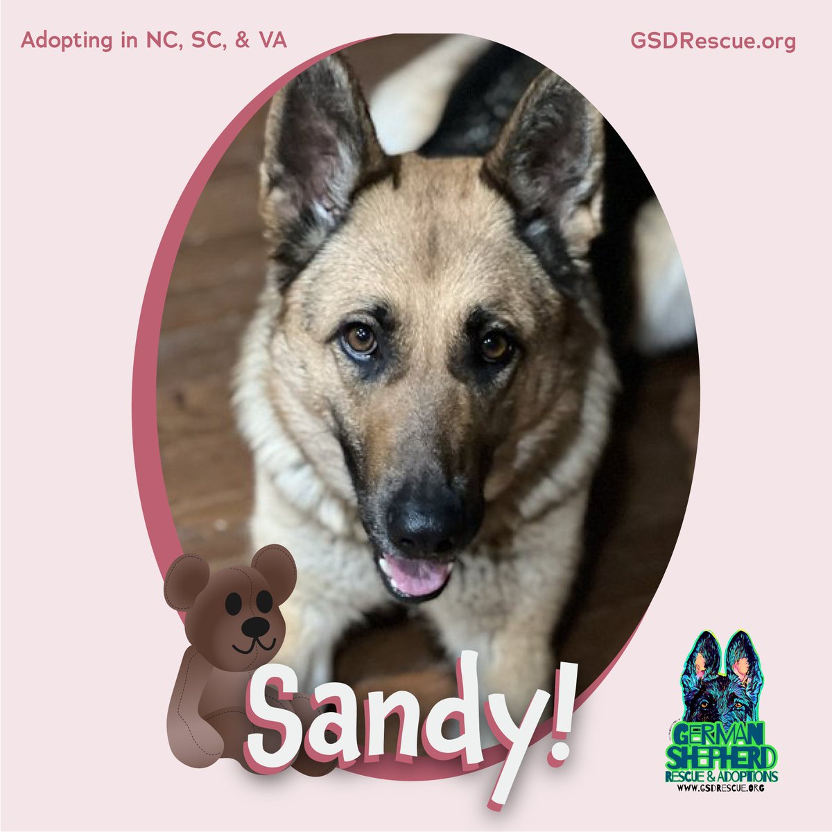 Sweet Sandy loves taking care of her plush toys; they're a great audience when she's playing doggie soccer. ⚽️ All she needs is a family with kids. A soccer team has to have teammates after all! 🧸🩷 gsdrescue.org/animals/detail… #Rescue #Raleigh #GermanShepherd #gsd