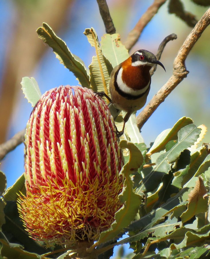 Spotted! A Western Spinebill delighting in the beauty of a magnificent Banksia. 🌼

These native birds call the south-west of Western Australia home, often found amidst the Banksias.

📍: Yanchep National Park
📸: Suzanne Millar