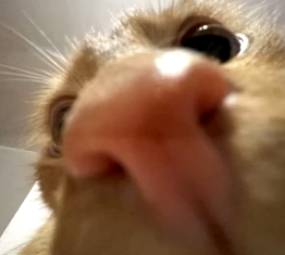 thpuxk's tweet photo. i need to use this acc more. i haven't posted in a long time qwq https://t.co/Y1YA286pLg