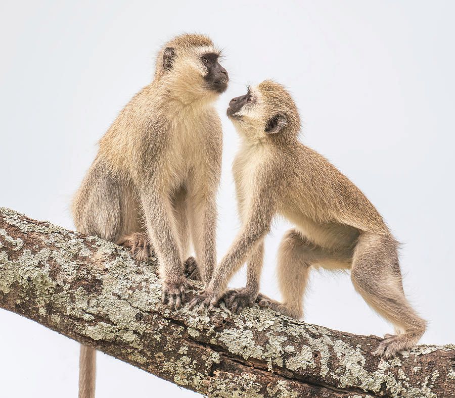 joancarroll's tweet image. Two Vervet Monkeys Tanzania Africa! buff.ly/4aJI8Bk #monkeys #vervet #tanzania #africa #oldworld #wildlife #wildlifephotography #animalphotography #naturephotography #nature #travel #travelphotography #BuyIntoArt #AYearForArt #giftideas @joancarroll