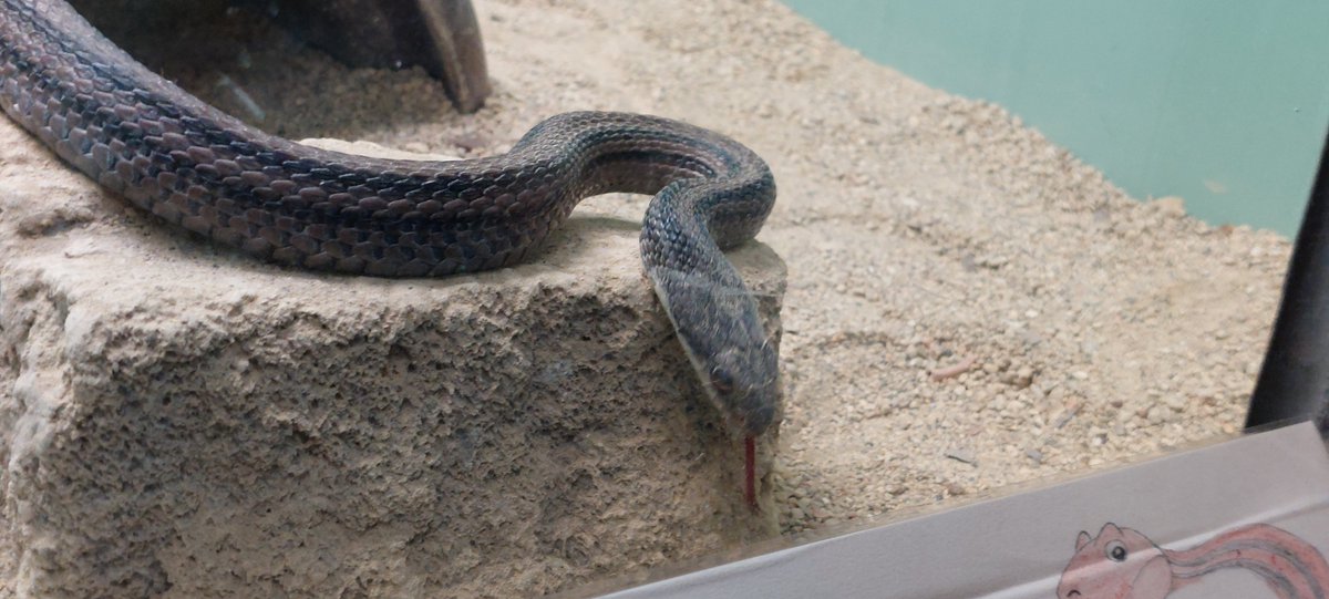 んべっ

（先々週日曜日撮影）
#シマヘビ
#東山動植物園