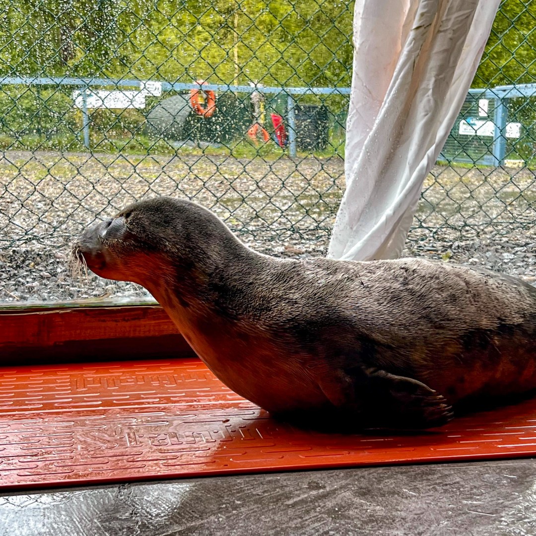 Lough Mask listening to the rainfall from his cosy heat mat ☔ You can support this peaceful pup's recovery by adopting him today💙 For more, visit sealrescueireland.org/product/adopt-… #seal #adoptapup #marineconservation