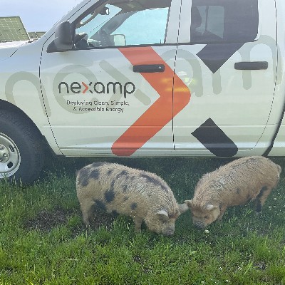 You never know who you’ll run into at our solar farms! 🌞 One of our service techs was doing routine maintenance at a site in Lansing, NY, and made friends with our pasture pigs, who were busy with their own maintenance chores 🐷✨