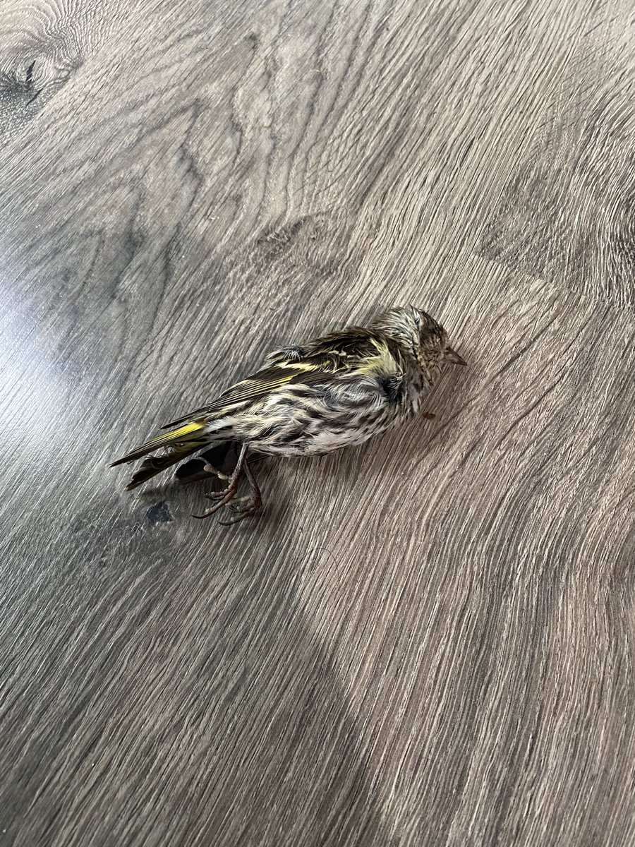 黑貓今天給我們帶來食物，他獵殺了一隻鳥並帶回家邀功，還是暖呼呼的😣。