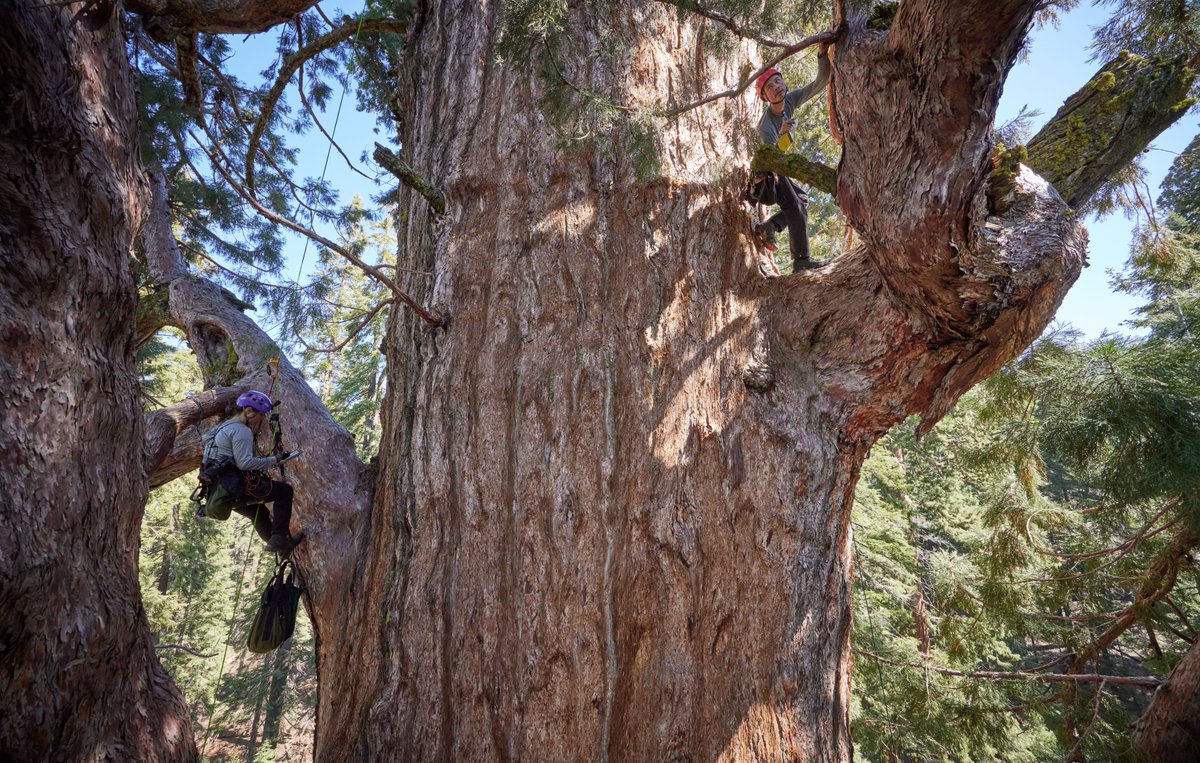 Ancient Forest Society tweet media