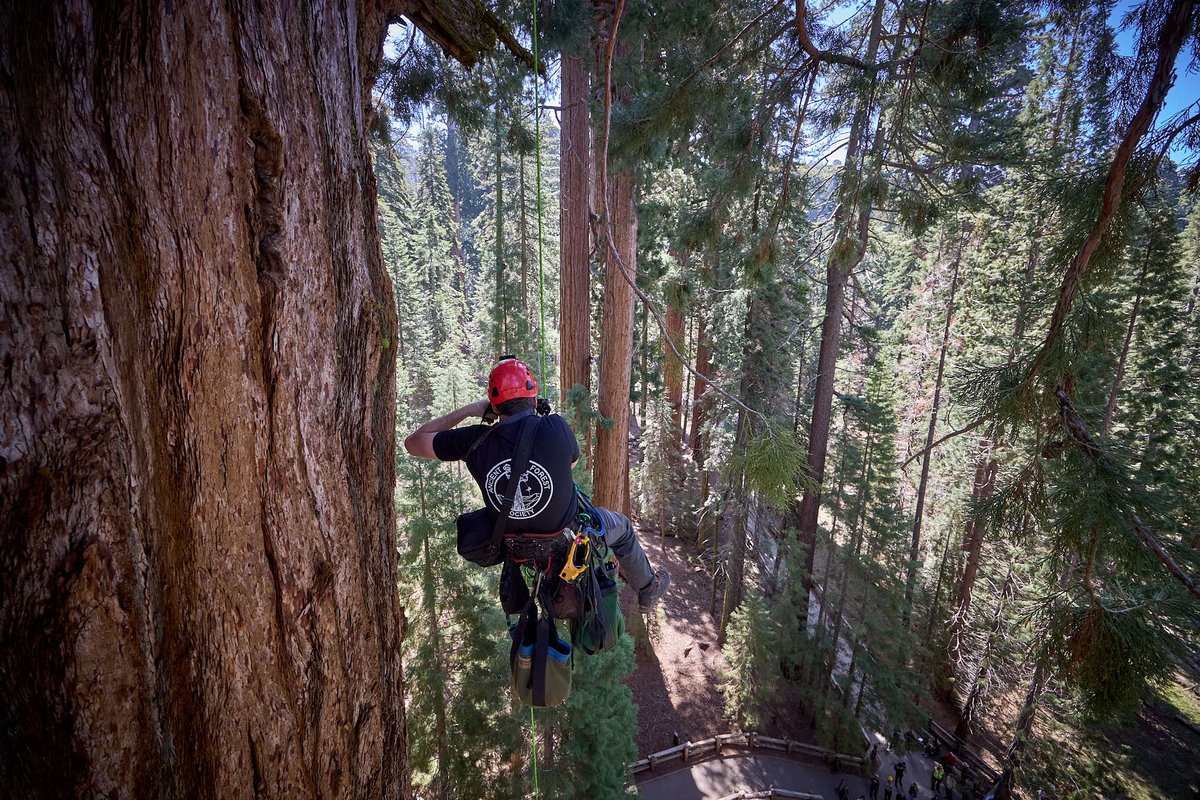 Honored to climb and inspect the General Sherman giant sequoia tree - the largest in the world - for potential beetle attack. We found some beetle activity but the tree appeared to be healthy and successfully fending off attack. Other sequoias are not so lucky.