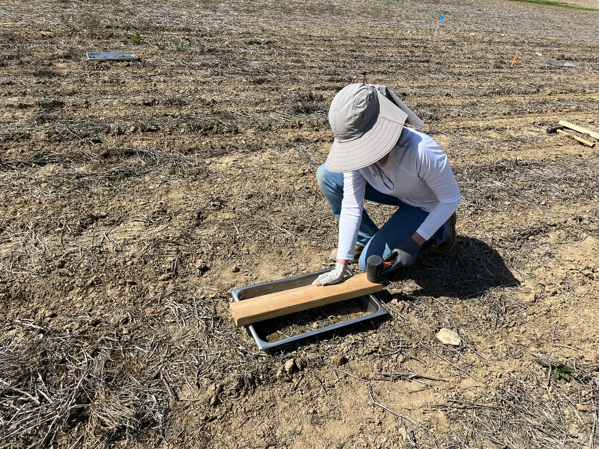 LarissaVinis's tweet photo. First sampling is around the corner, and we’re ready💪🏽💪🏽. Today, we marked plots and placed our gas sampling frames! #NitrousOxide #Assessments #GasMet https://t.co/20xW0z40DI
