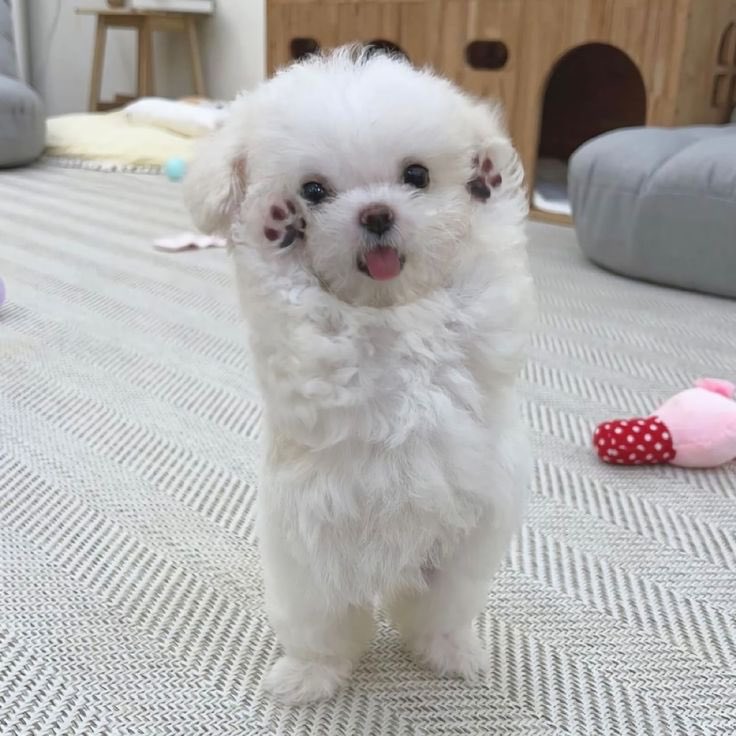 twaniimals's tweet photo. https://t.co/ygA6BtWHbJ