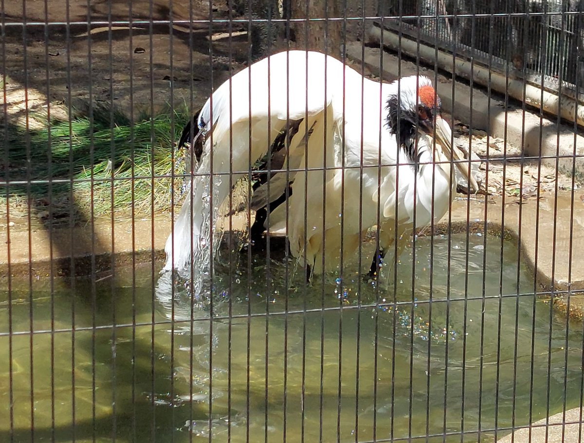 水浴び中の #タンチョウ
頭を使って背中側にも水をかけていた

（先々週日曜日撮影）
#東山動植物園