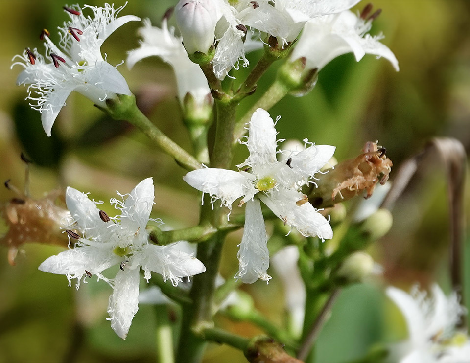 WildAdks's tweet photo. Buckbean (Menyanthes trifoliata) on Barnum Bog from the Boreal Life Trail boardwalk at the Paul Smith’s College VIC, Franklin County, NY (22 May 2024). https://t.co/hUkJBrPxII
#buckbean #bogbean #adirondackwetlands #pscvic @pscvic #springwatchadirondacks #wetlands #barnumbog https://t.co/0CxZH7nCZL