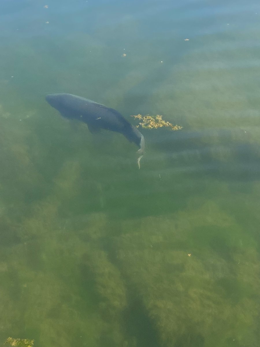 first evening sail since last fall,  had some company! in a few more weeks once the water warms and and the weeds grow-up they will be harder to spot.