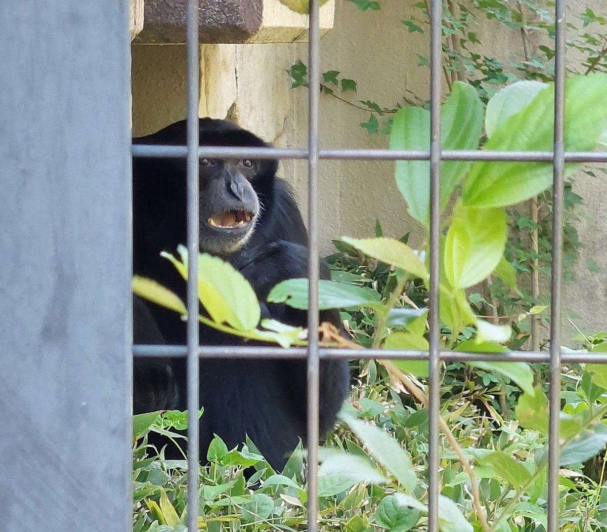 もう一度 #フクロテナガザル へ会いにきてみた

直前まで鳴きはしないけど、網越しに人々へ近づくファンサをしていたみたい
その後部屋の入口で腰を下ろして…

（先々週日曜日撮影）
#東山動植物園