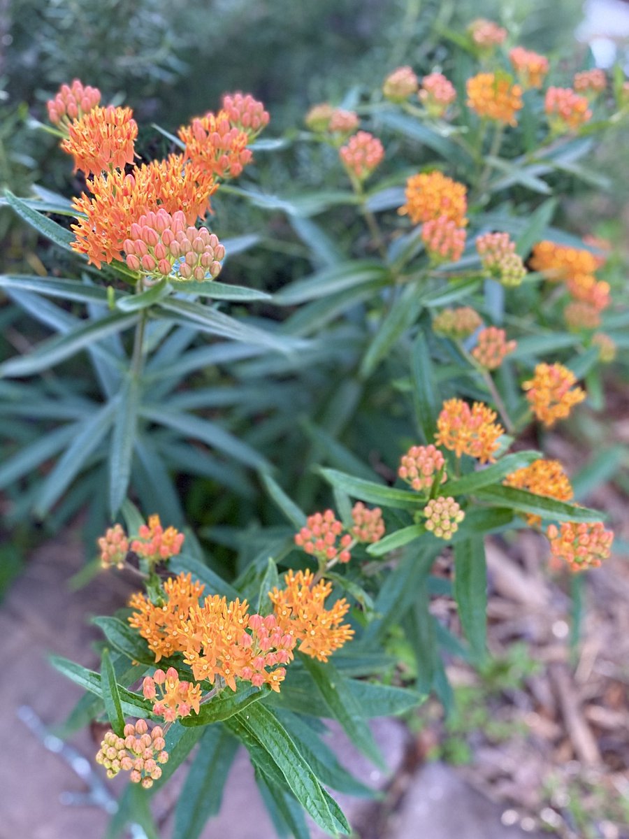 My native butterfly weed is putting on show. 🦋