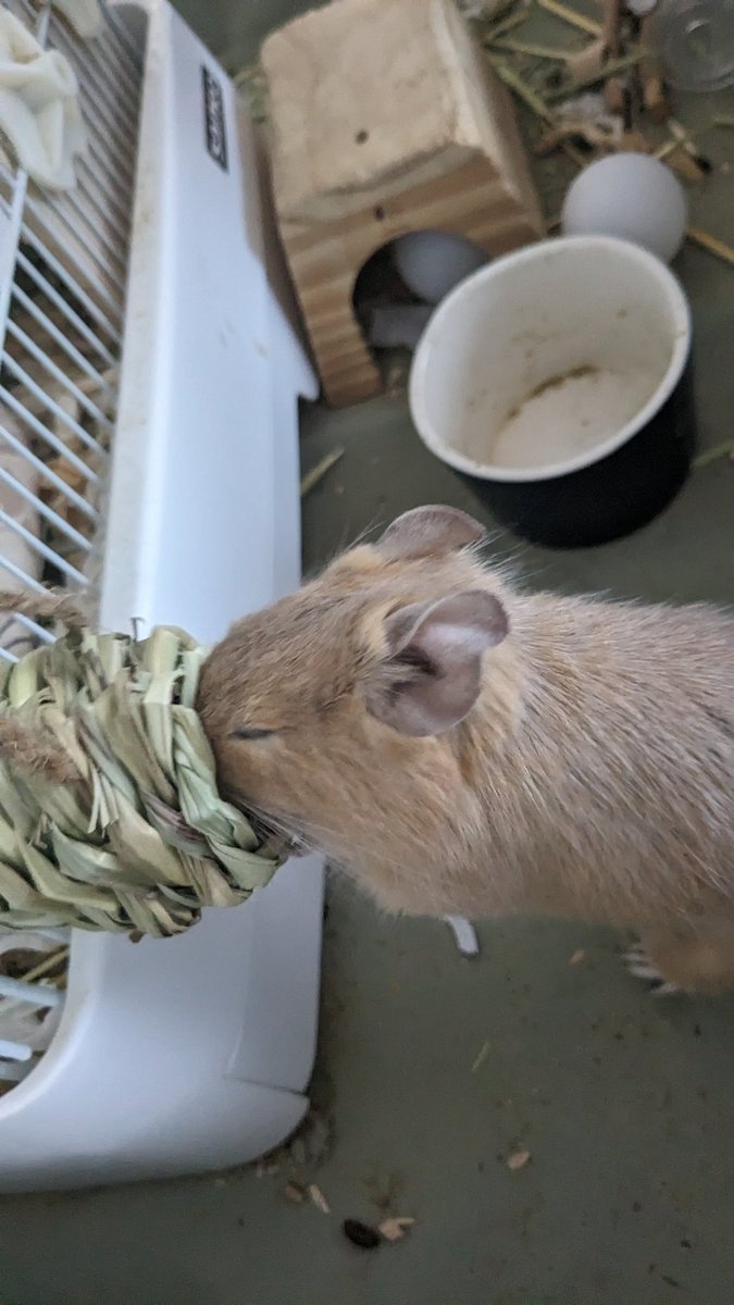 onigishidegu's tweet photo. 中におやつが入ってるおもちゃを新しく出してみたけど
よくわからずうろうろしてました😂

これは理解し始めた時 https://t.co/FD9ho0MRZY