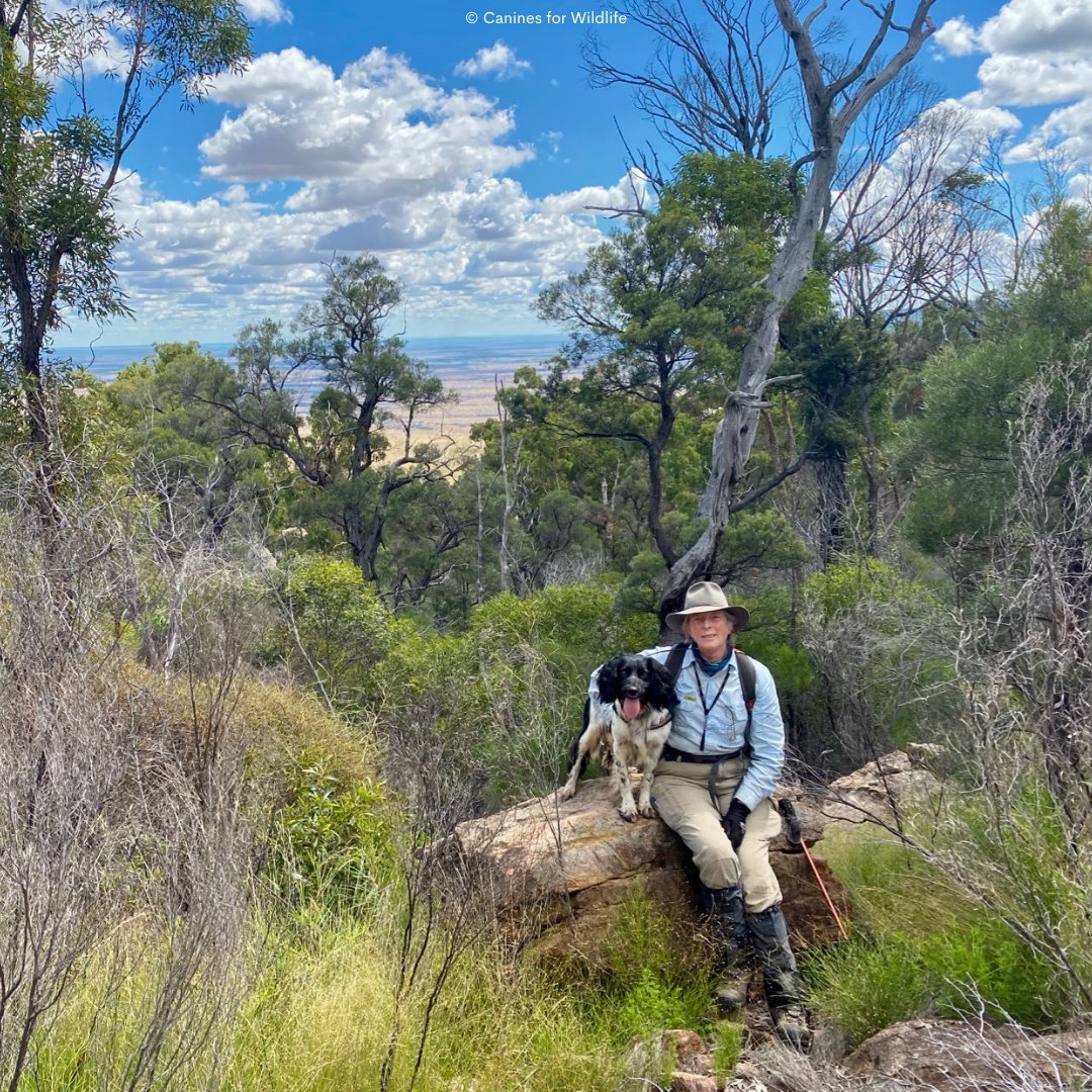 How are koalas found in dense forests? 🐨 With scent detection dogs! 🐕 Supported by WWF-Australia & @Koala, @GER_Initiative & Canines For Wildlife are surveying koalas on the Dorrigo Plateau (NSW) by sniffing out scat to study their health. 🙌 More: discover.wwf.org.au/koala-sniffers