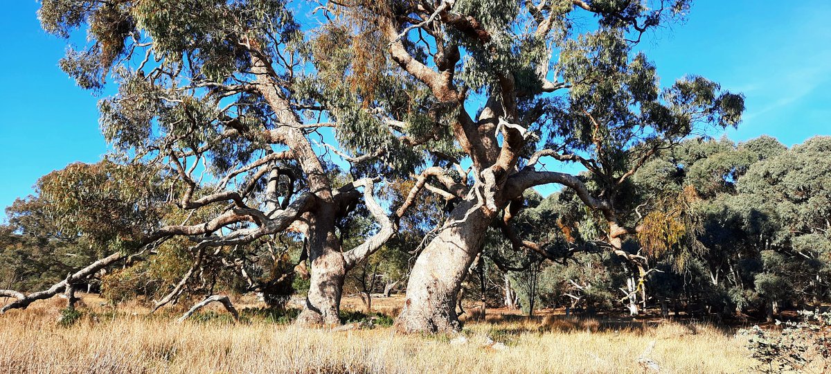 One Tree Hill with..
Two ancient yellow box trees #yarning at
#OneTreeHill
#Gungahlin #ginninderra #Canberra #CBRarts #NgunnawalCountry #AboriginalArt #AustralianArt