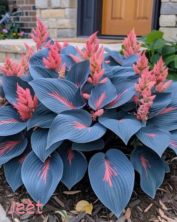 🩷It's a plant called hosta🩷💙