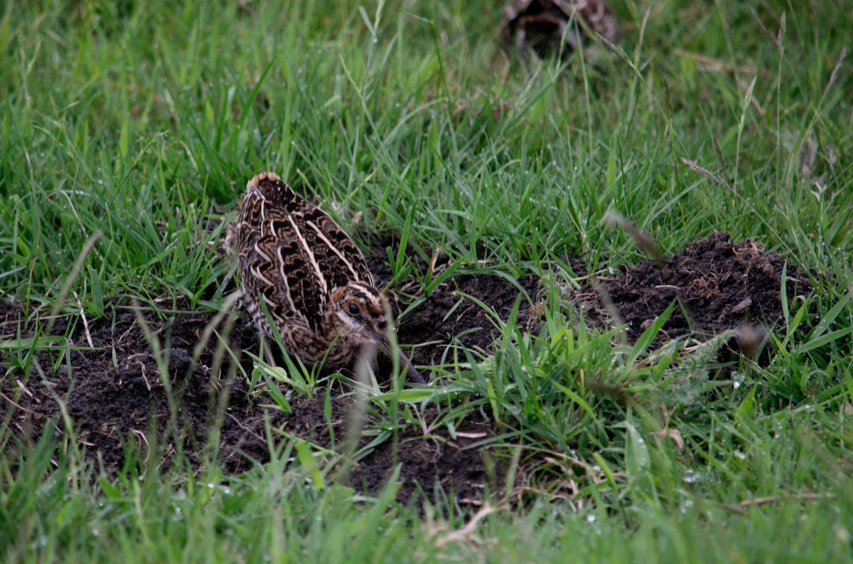 YorksLad5's tweet photo. Can anyone confirm ID of these two birds? Are they adult Common Snipe? Surprised at how small they are if so. Their impressive calls gave them away on moorland near Holmfirth #TwitterNatureCommunity #BirdsSeenIn2024 https://t.co/FnjPeuKjPG