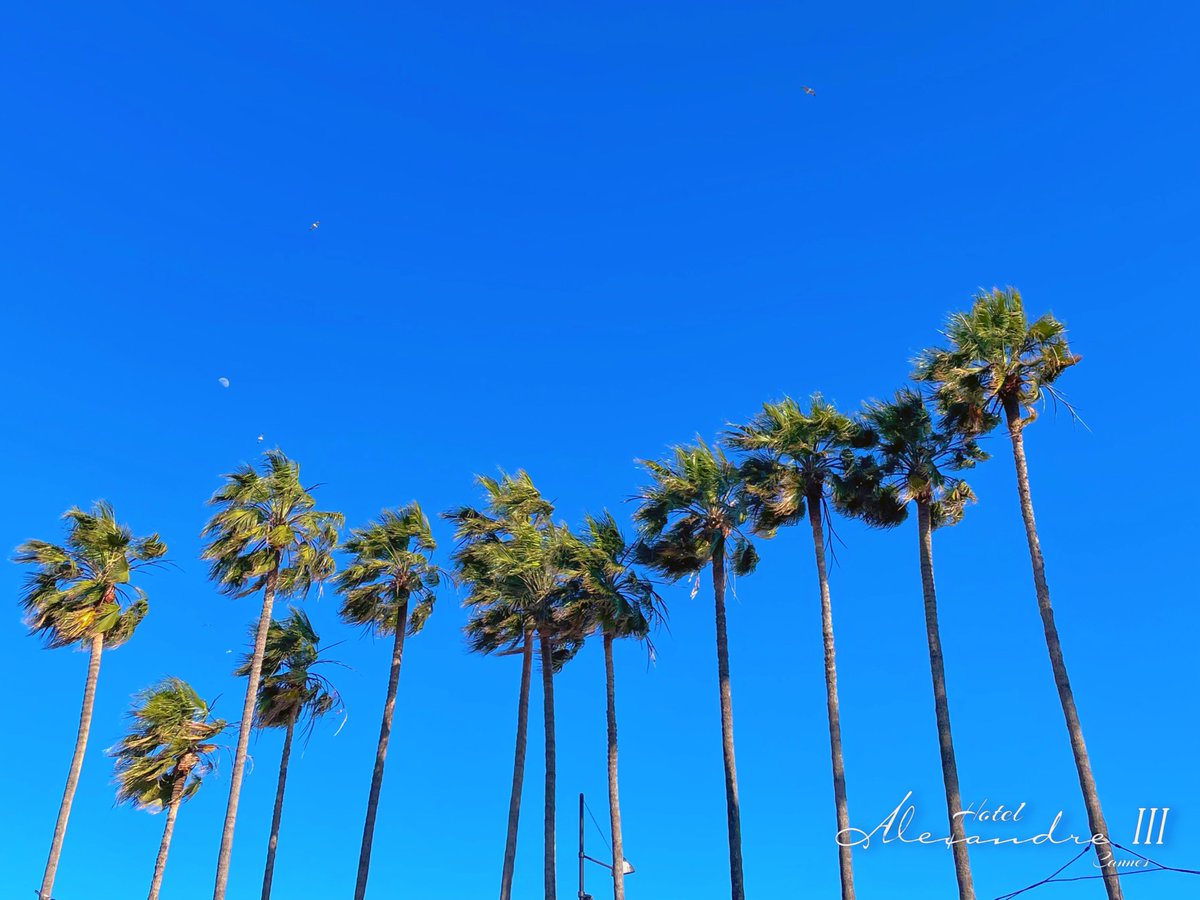 Best friends. #bestfriends #cotedazurfrance #palmtrees #cannes #cannes2024 #croisette #standingtall #standstill #standtall #visitcannes #onatousbesoindusud #festivaldecannes #yachtingfestivalcannes