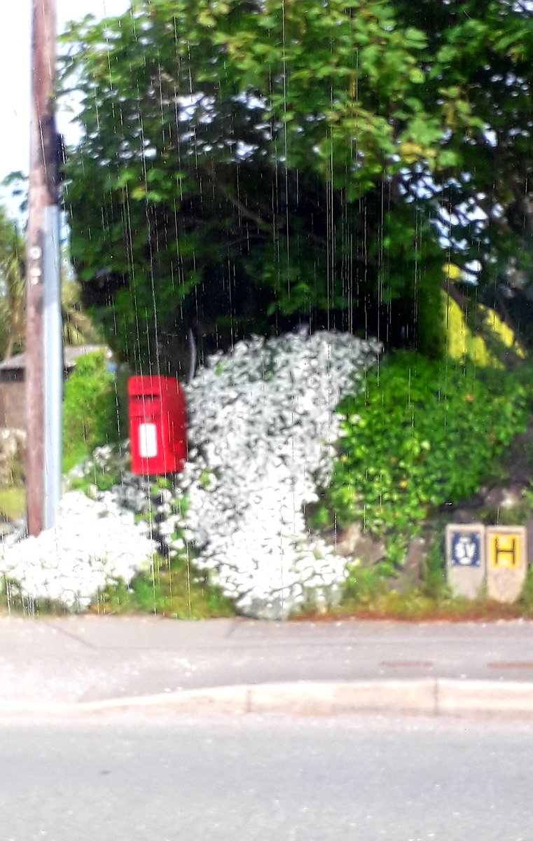 Curtained by cerastium (snow-in-summer) on Abererch Road #PostboxSaturday