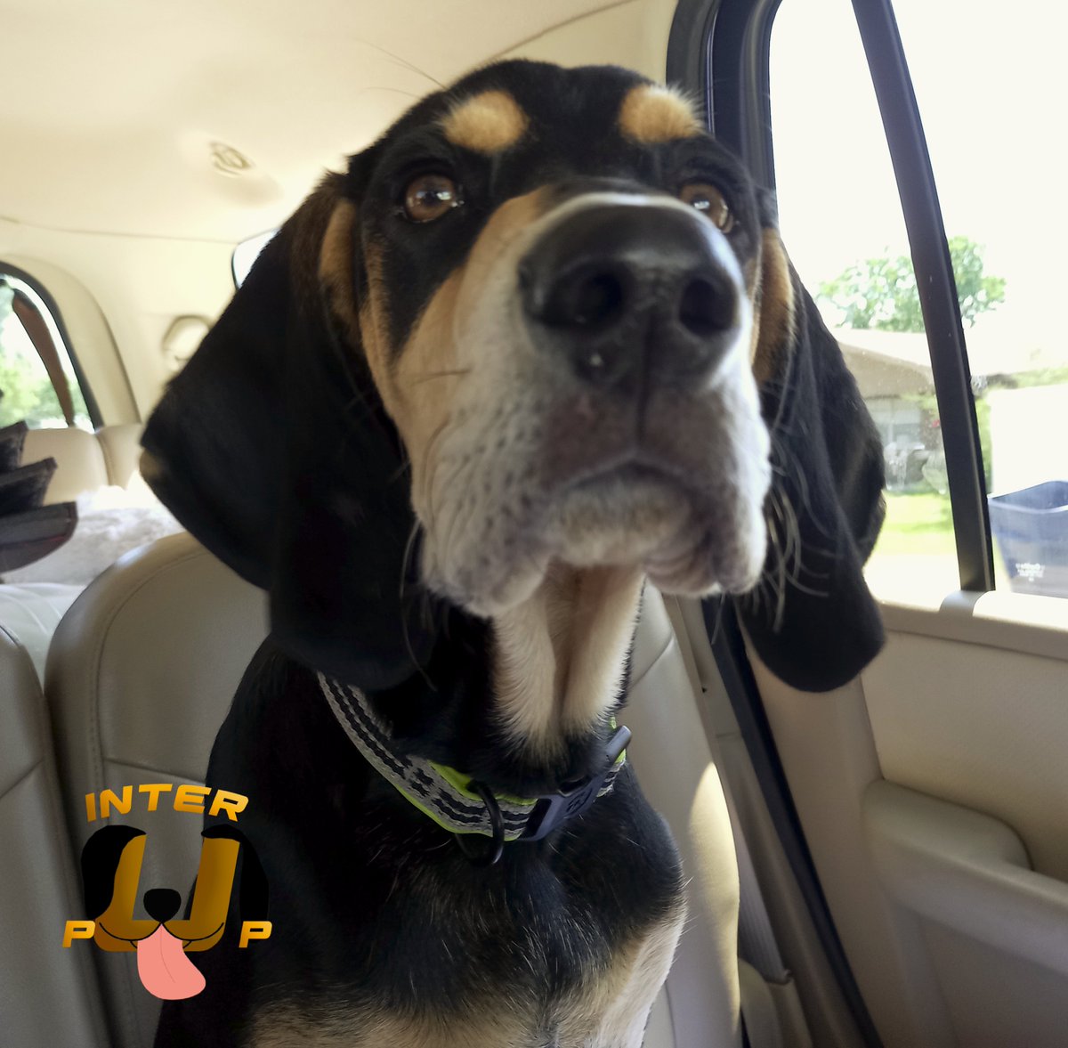 Who needs a GPS when you have a dog? | James Bean

#InterPup #JamesBean #Puppy #Pup #Dog #PuppyPictures #Beagle #Coonhound #BlackandTan #BlackandTanCoonhound #doggy #pet #mydog #doglover #pupper #bark #spoiled #dogstagram #dogsofinstagram #puppiesofinstagram #doglife #dogs