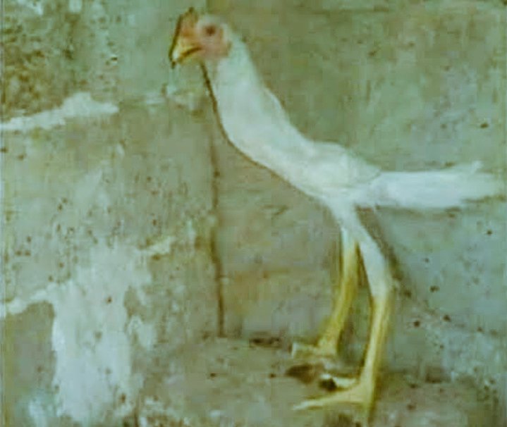 Ini contoh ayam yg kalau kencing selalu di ewer-ewer👇