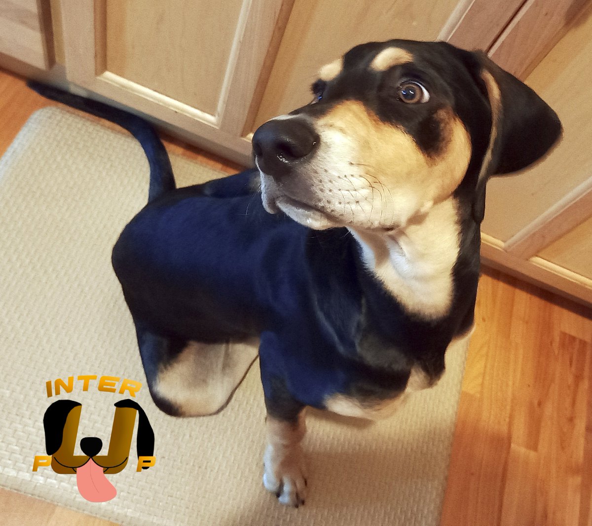 The look of betrayal when you open the fridge and there are no treats. | James Bean

#InterPup #JamesBean #Puppy #Pup #Dog #PuppyPictures #Beagle #Coonhound #BlackandTan #BlackandTanCoonhound #doggy #pet #mydog #doglover #pupper #bark #spoiled #dogstagram #dogsofinstagram