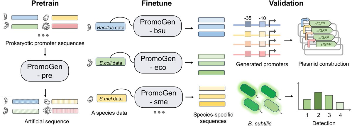 Species-specific design of artificial promoters by transfer-learning based generative deep-learning model #PromoGen -in @NAR_Open academic.oup.com/nar/advance-ar…