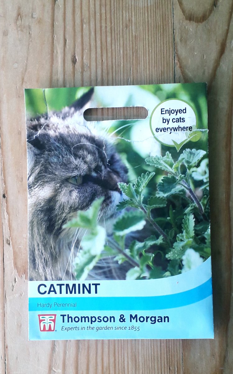 I'm expecting 'a prolonged display of body twisting, ears perking, face rubbing, claws extending and body rolling' from Llewellyn, or I want my money back. #Caturday Enjoyed by cats everywhere